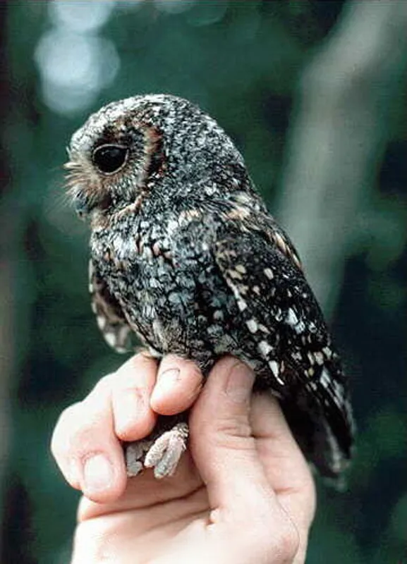 Flammulated Owl — photograph