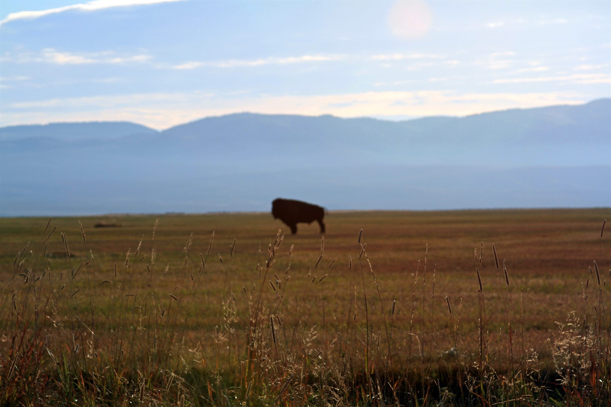 A lone bison grazing on golden grassland with mountains behind, Holland Ranch, southwest Montana